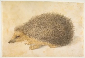 Erinaceus roumanicus Hans Hoffmann ( 1545–1592)